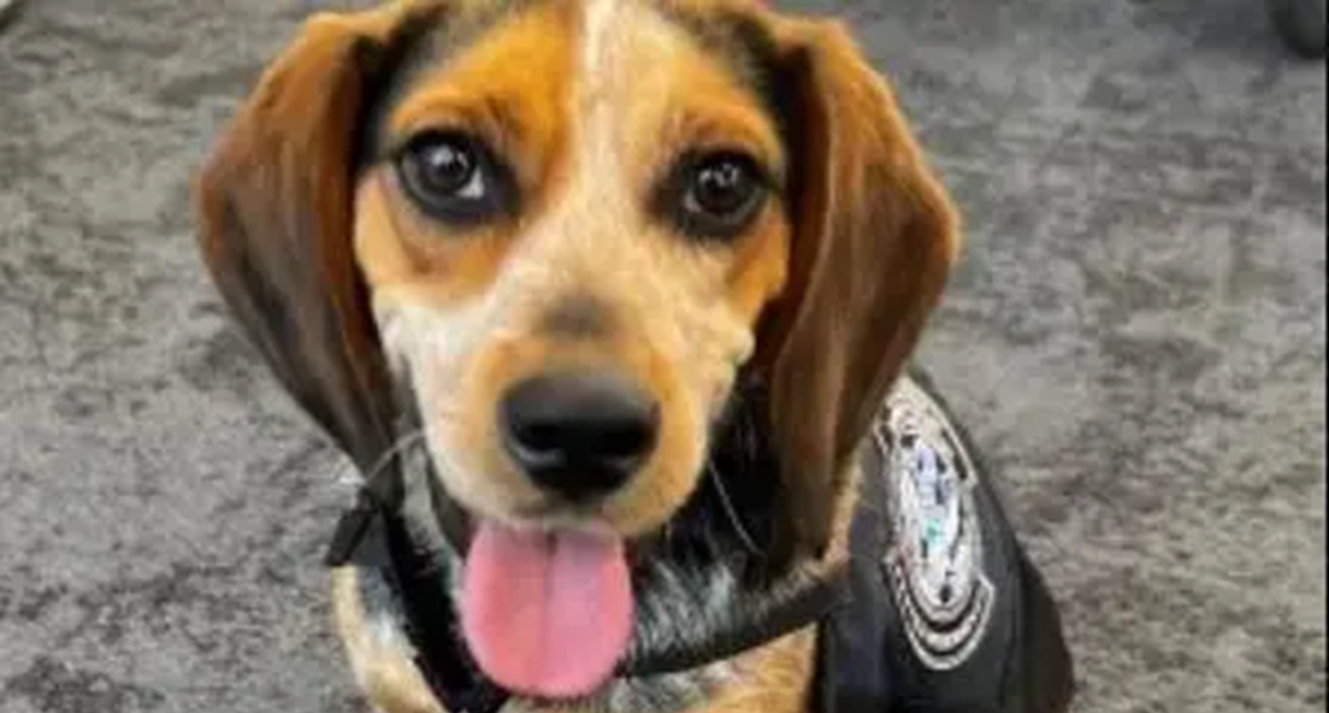 امريكا "الحنونة" ترحل مصريا بعد إدانته بركل الكلب "فريدي"  فيما تكافئ اسرائيل !!