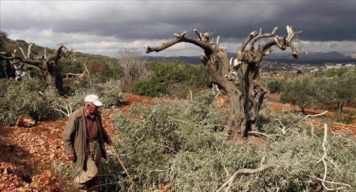 مستوطنون يقتلعون 180 شجرة في بلدة عزون