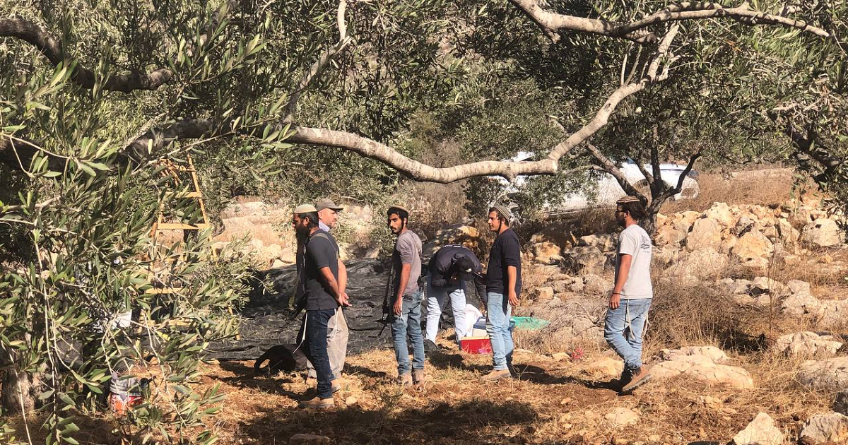 موسم الزيتون في فلسطين .. مقاومة ميدانية من نوع آخر