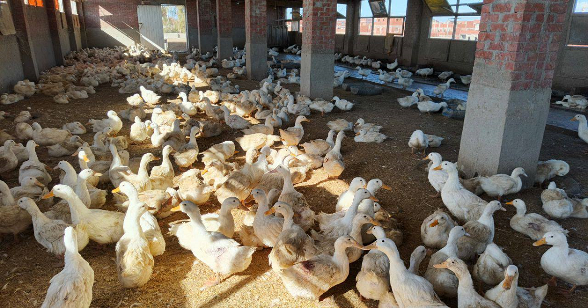 منظمة صحية : تفشي إنفلونزا الطيور في مزرعة بشمال اسرائيل 