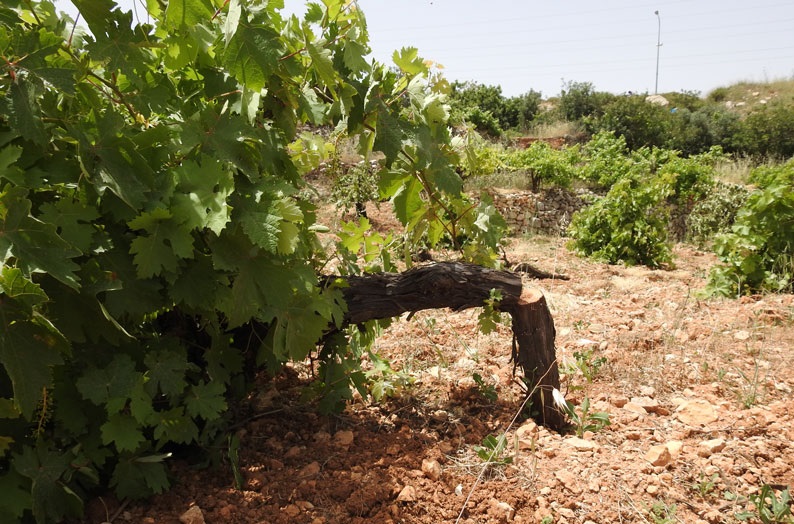 مستوطنون يدمرون 40 شجرة عنب بمسافر يطا وينكلون بمالكها