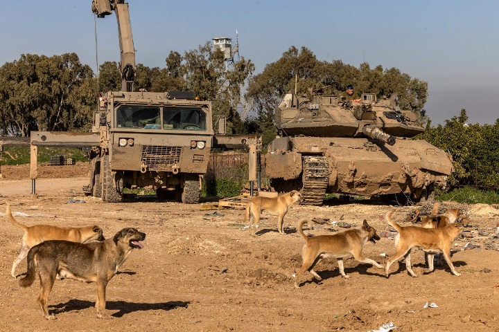 يديعوت احرنوت: جنود إسرائيليون أعدموا كلابا في غزة بالرصاص أو التسميم