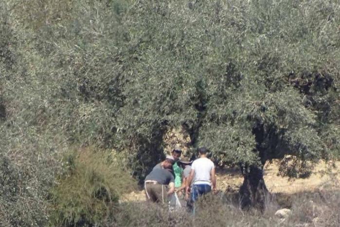 مستوطنون يسرقون ثمار الزيتون ويحطمون عددا من الأشجار في مسافر يطا 