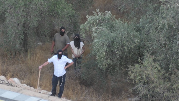  الجدار والاستيطان: 158 اعتداءً نفذها الاحتلال ضد قاطفي الزيتون منذ انطلاق الموسم