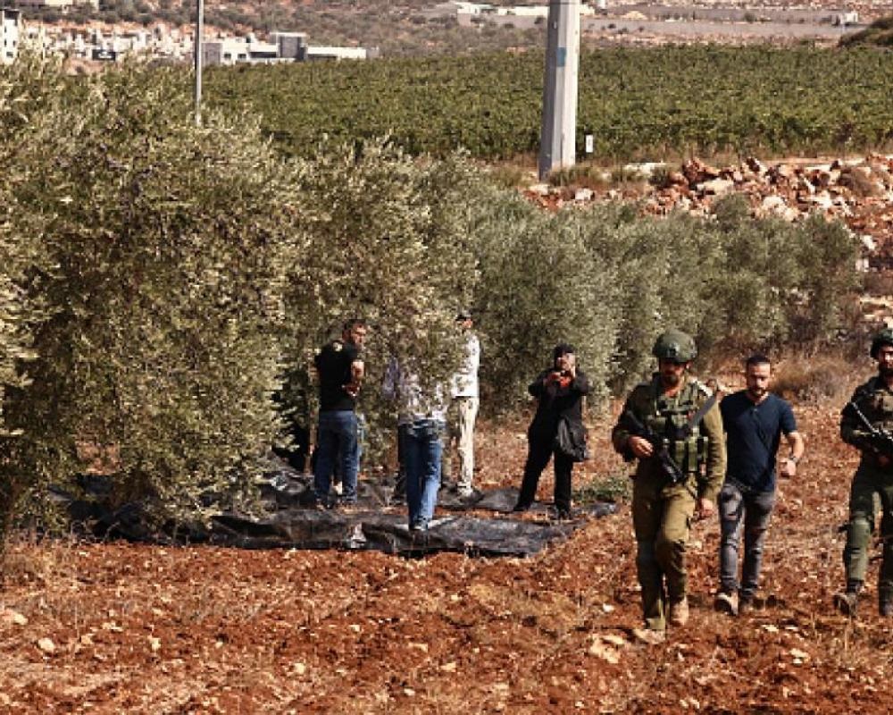 الاحتلال يطلق الرصاص تجاه قاطفي الزيتون في كوبر